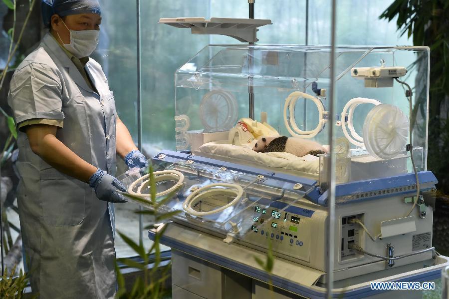 Giant panda cub receives medical care in Guangzhou