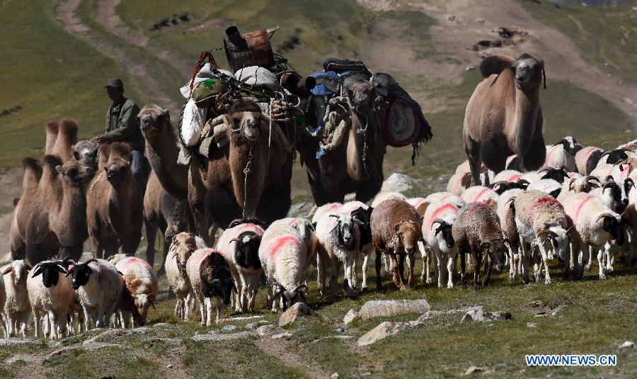Herdsmen move animals to winter pastures in Xinjiang