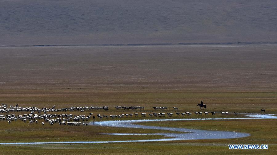 Herdsmen move animals to winter pastures in Xinjiang