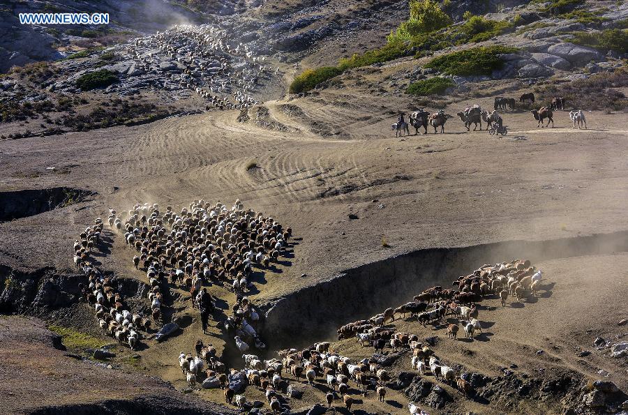 Herdsmen in Xinjiang transfer cattle to winter pastures