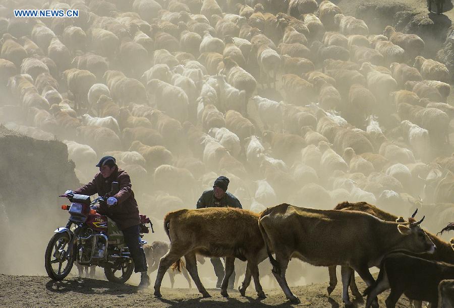 Herdsmen in Xinjiang transfer cattle to winter pastures