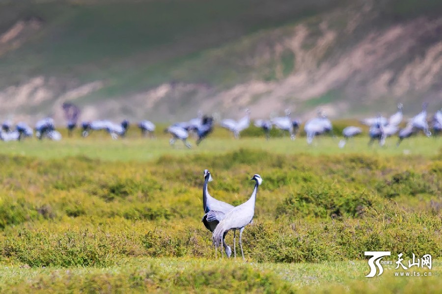 Migrating cranes enliven Xinjiang