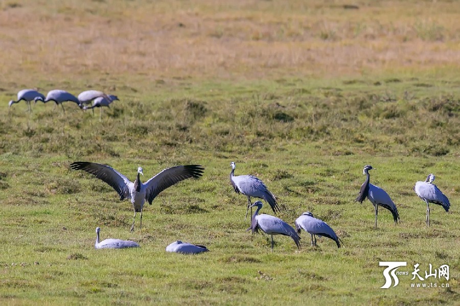 Migrating cranes enliven Xinjiang