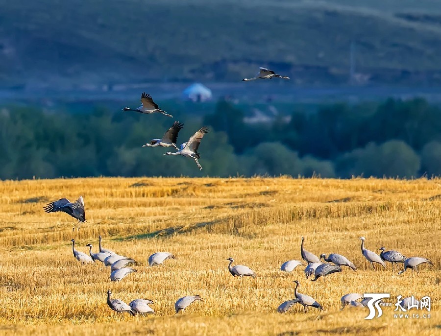 Migrating cranes enliven Xinjiang