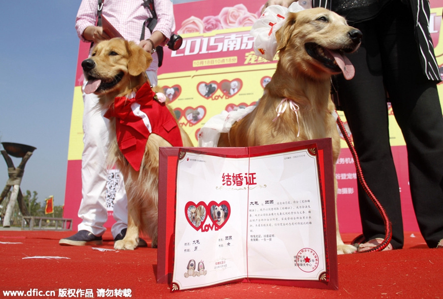 Group wedding ceremony held for dogs