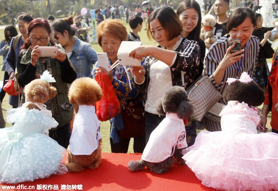 Group wedding ceremony held for dogs