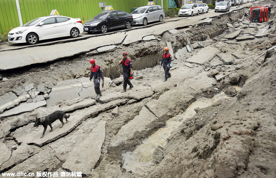 Four-legged friends prove invaluable in disaster zones