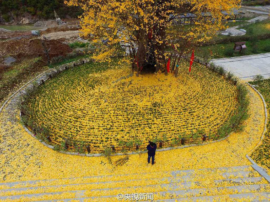 4,000-yr-old Ginko Tree in Northwest China