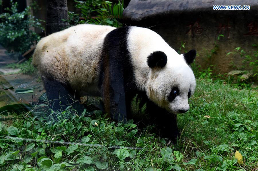 Giant panda Basi celebrates 35th birthday