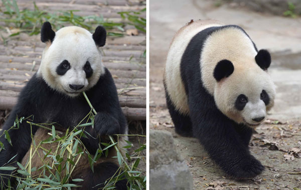 Pandas prefer choosing their own sex partners, researchers find