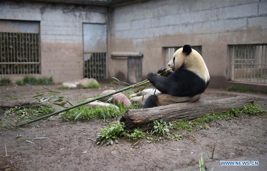 Number of giant pandas in China reaches 422
