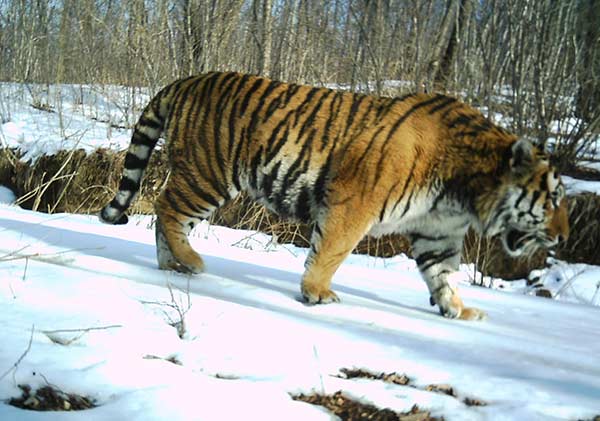 Drones to keep an eye on big cats