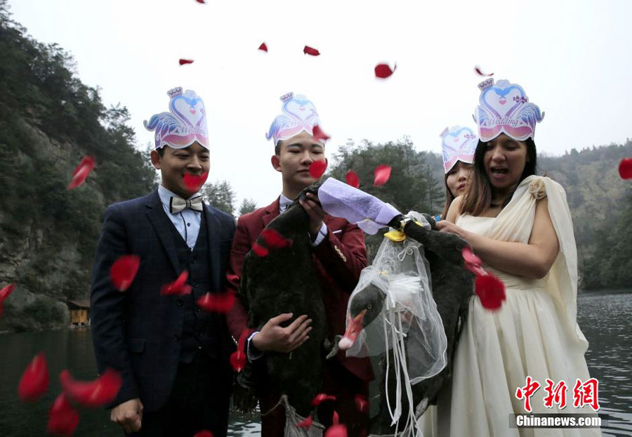 Two black swans 'get married' in Hunan