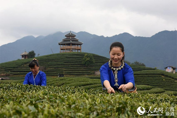 Tea farmers pick up first batch of spring tea in South China