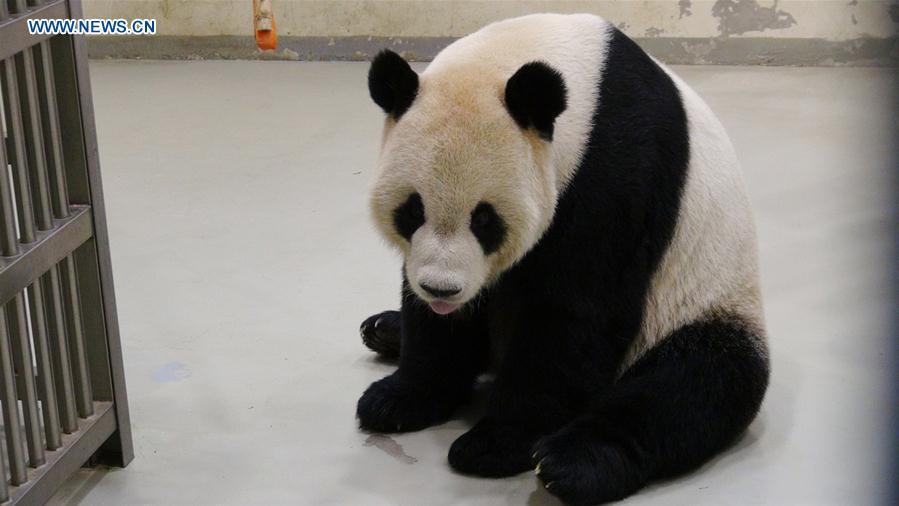Giant panda receives artificial insemination in Taiwan