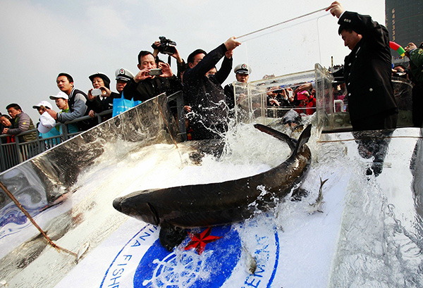 10,000 fish released into Yangtze River