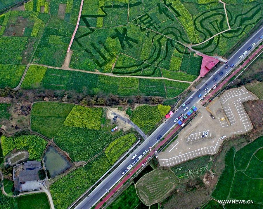 Aerial view of rape lands in SW China