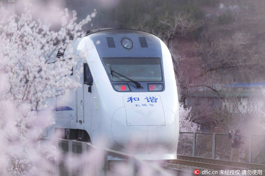 Train rides through blossoms