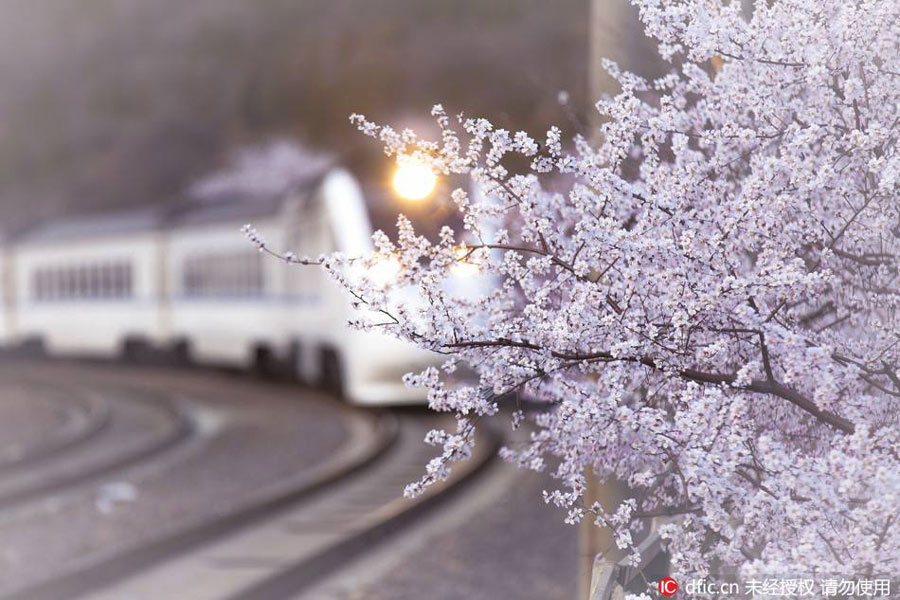 Train rides through blossoms