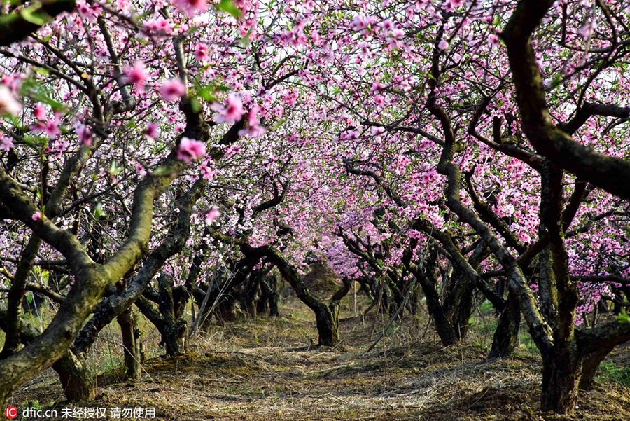 Discover beautiful China in spring blossom (V)