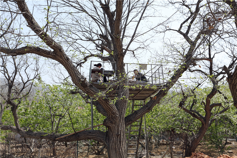 Dine in a tree: Shandong's ecotourism attraction