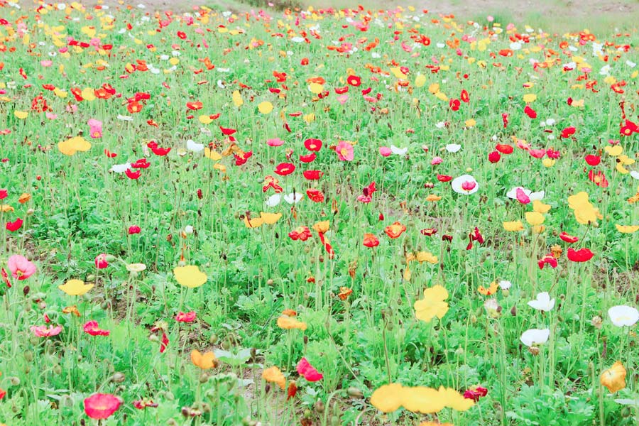 Millions visit charming forested area in East China