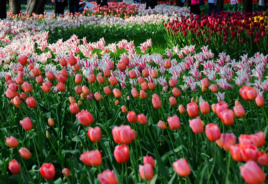 Pink, white and red petals in full bloom