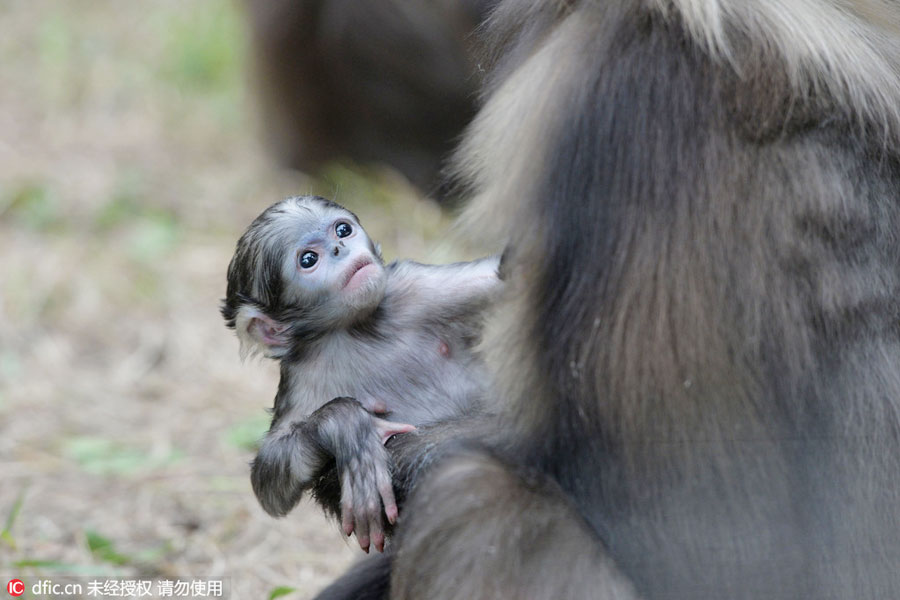 Rare snub-nosed monkeys at Beijing Zoo