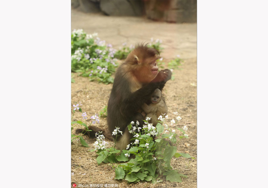 Rare snub-nosed monkeys at Beijing Zoo