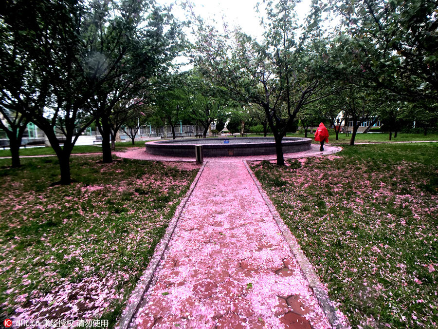 Storm's aftermath is a pink petal paradise