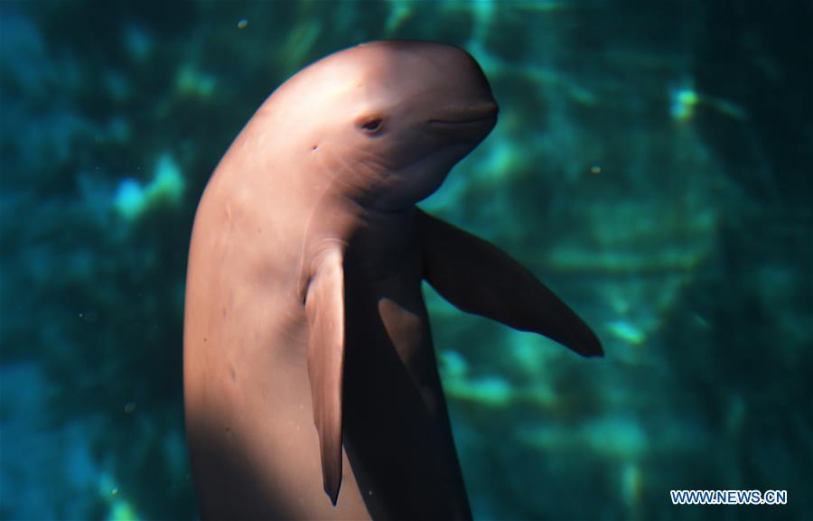 Endangered finless porpoise swim in Wuhan