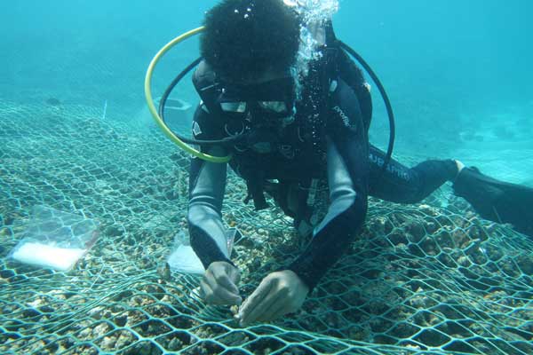Planting program helps save China's corals