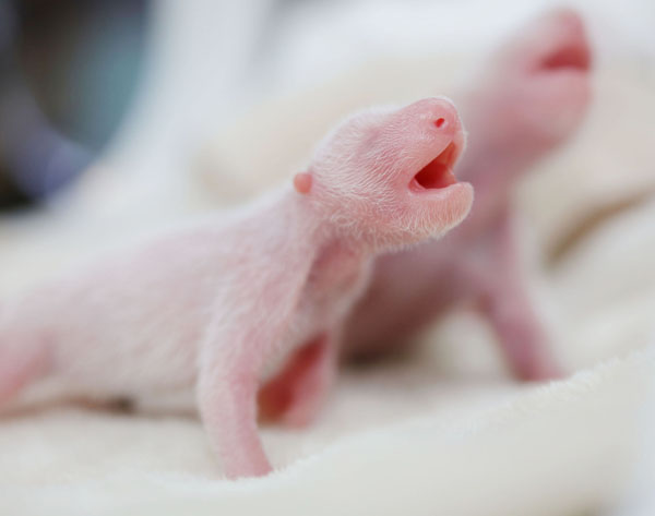 Panda center welcomes twin cubs in SW China