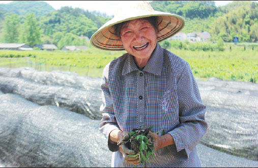 Growing tea helps indebted widow cope with her loss