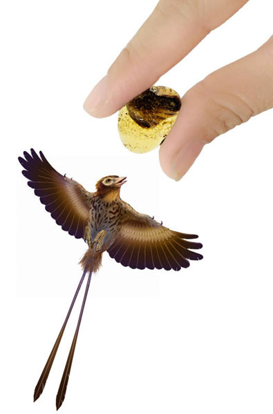 Researchers find birds' wings encased in amber