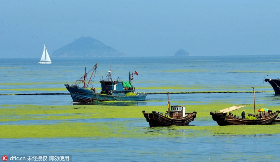 Large amount of sea grass besieges Qingdao