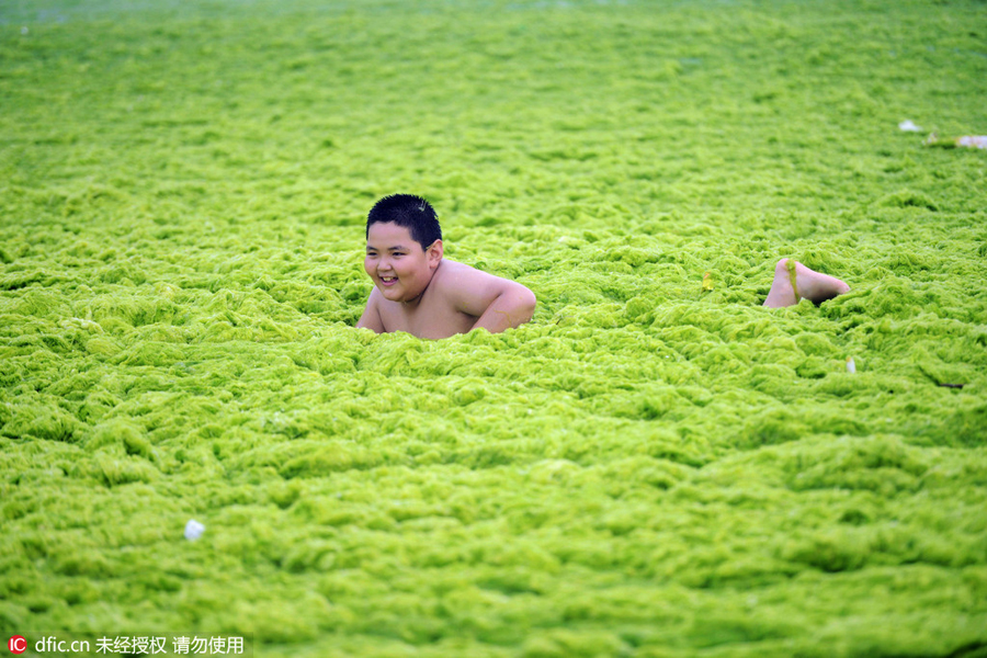 Green algae invades Qingdao beaches