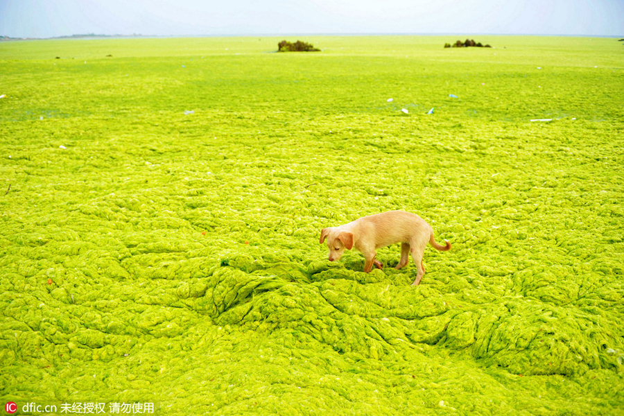 Green algae invades Qingdao beaches