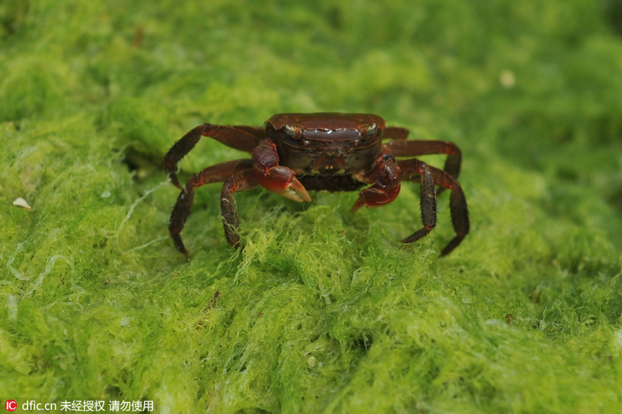 Green algae invades Qingdao beaches