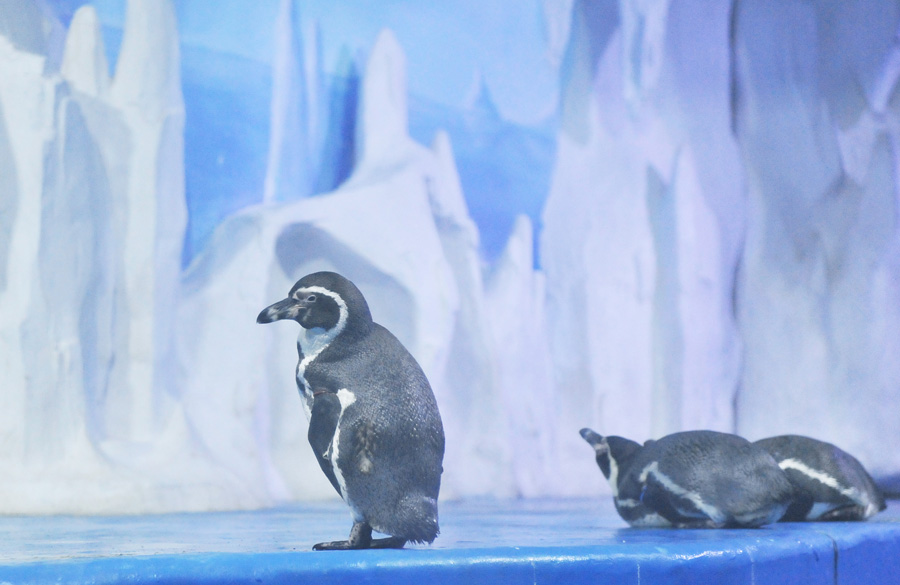 First polar aquarium in Guizhou set to wow visitors