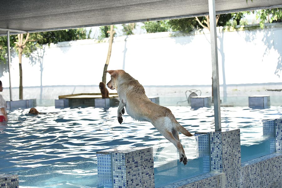 Dogs enjoy the cool summer under water