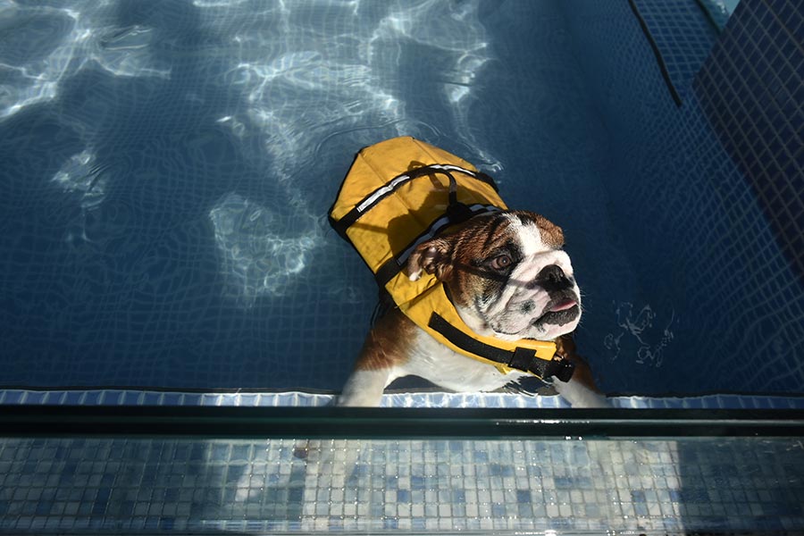 Dogs enjoy the cool summer under water