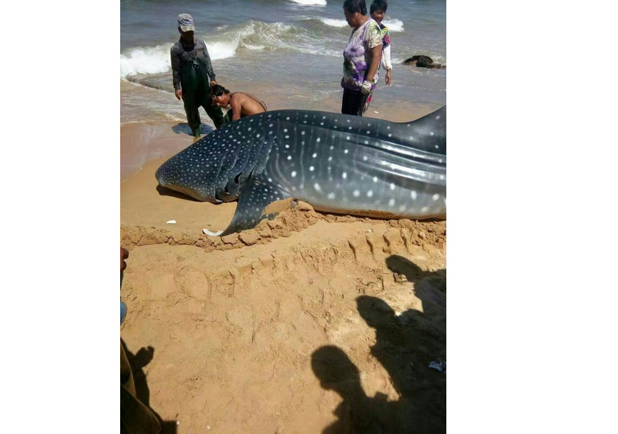 Whale shark found dead in East China