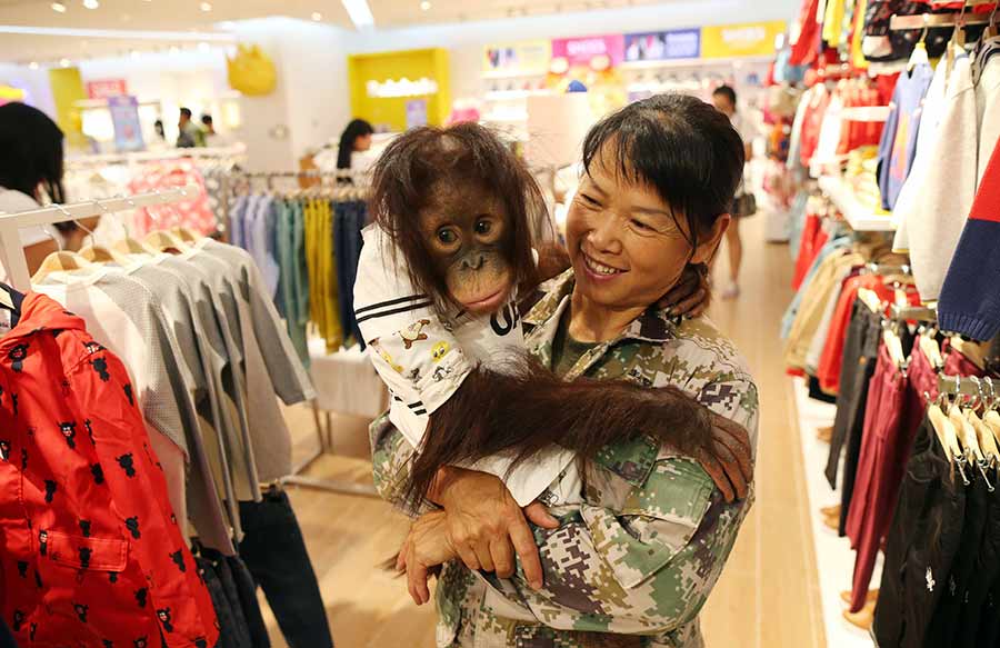 Orangutan goes shopping