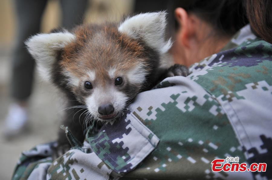 Zoo breeds red panda in captivity