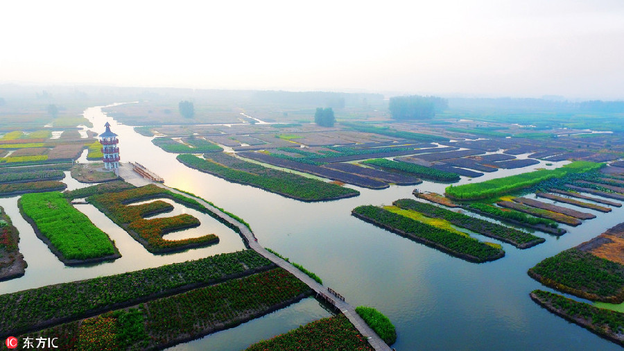 Colourful marigolds seen at scenic spot in Southeast China