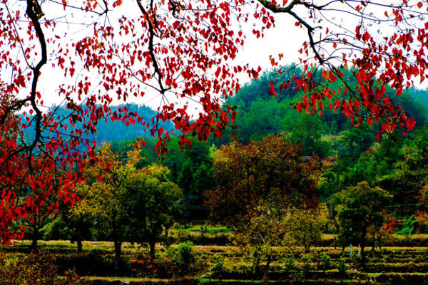 Autumn splendor in Central China's Dabie Mountains