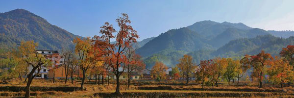 Autumn splendor in Central China's Dabie Mountains