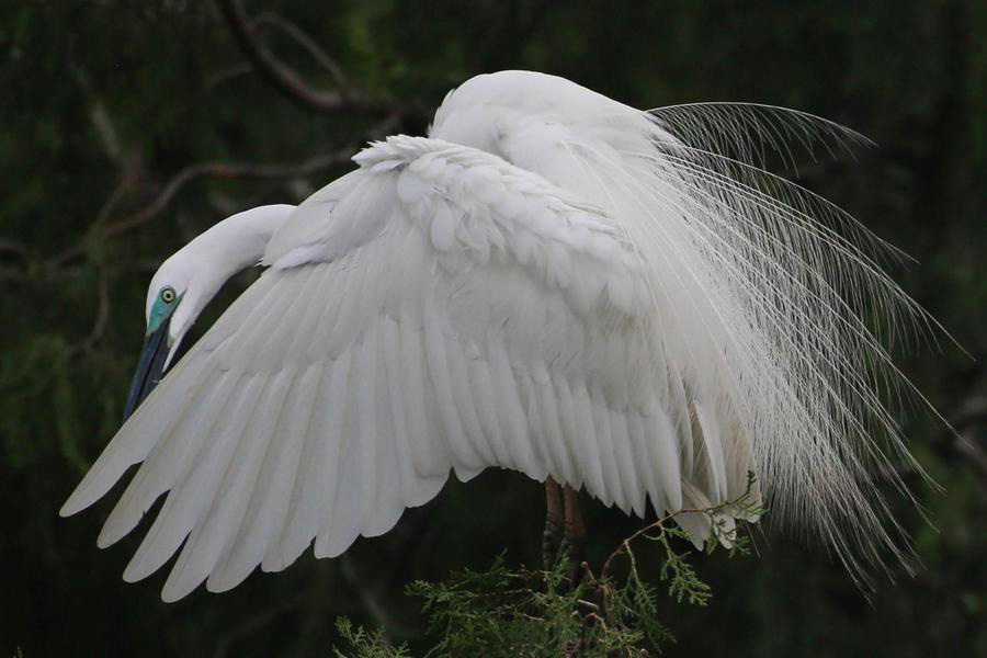 Egrets Seen in East China