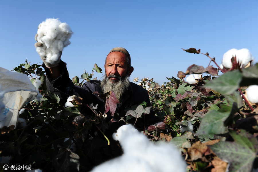400,000 migrant workers flock to Xinjiang to harvest cotton
